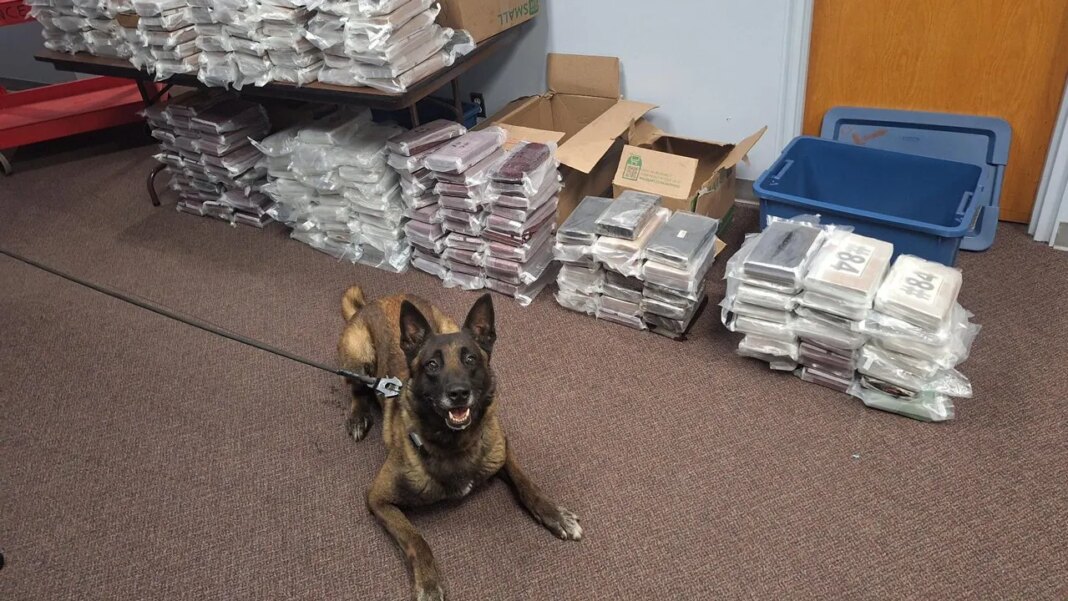 Nebraska K9 sniffs out 525 pounds of cocaine during routine traffic stop, leading to California man's arrest