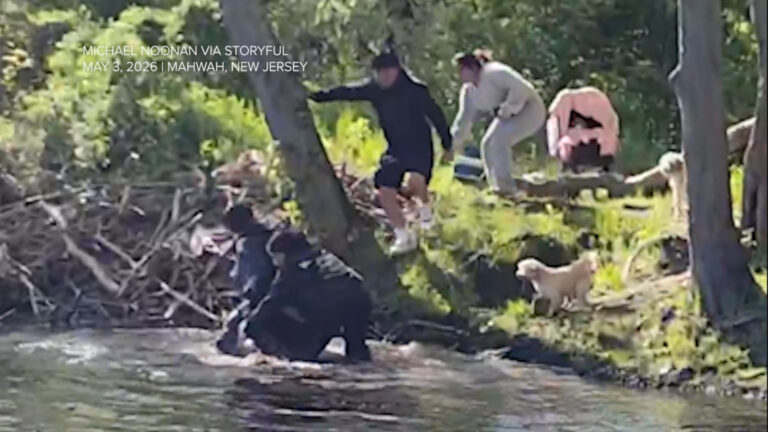 Shocking Beaver Encounter: 8-Year-Old Boy Attacked at Mahwah Park, New Jersey