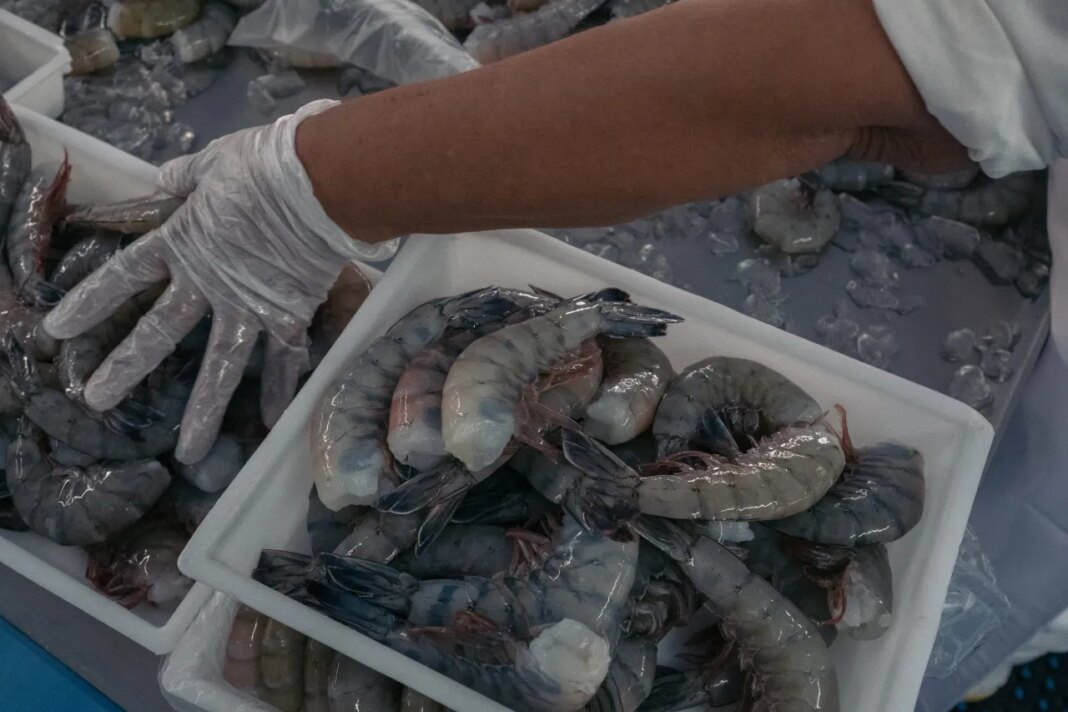New study finds Savannah restaurants are still misrepresenting American shrimp claims
