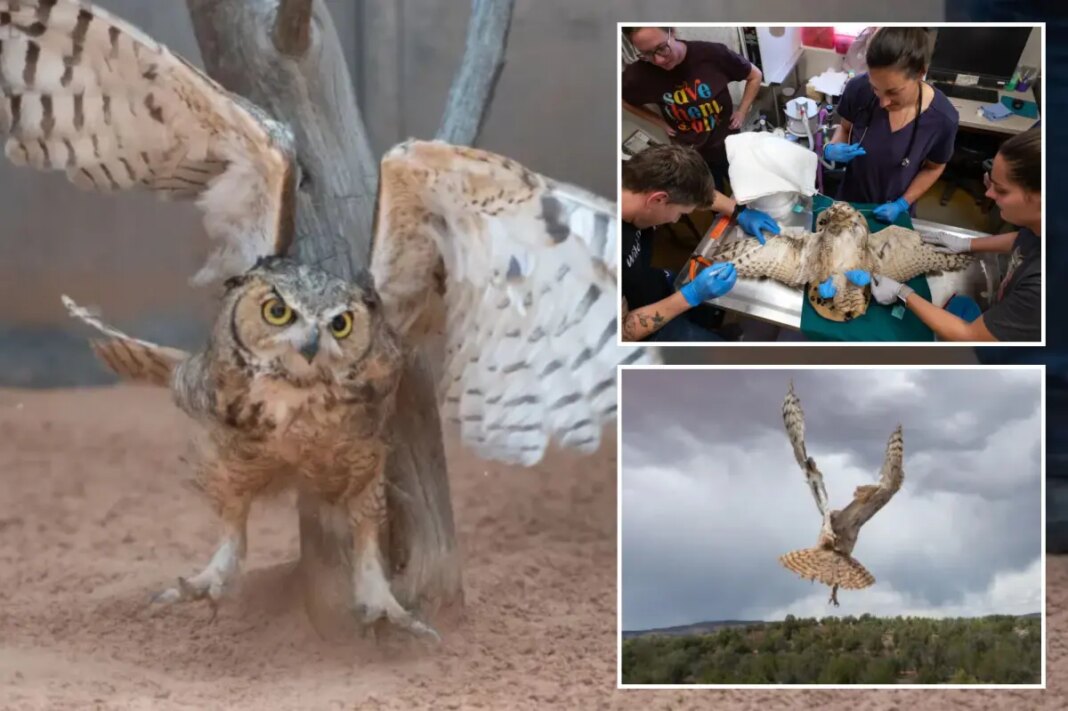 Owl found stuck in a concrete mixer in Utah is on the mend and flying free