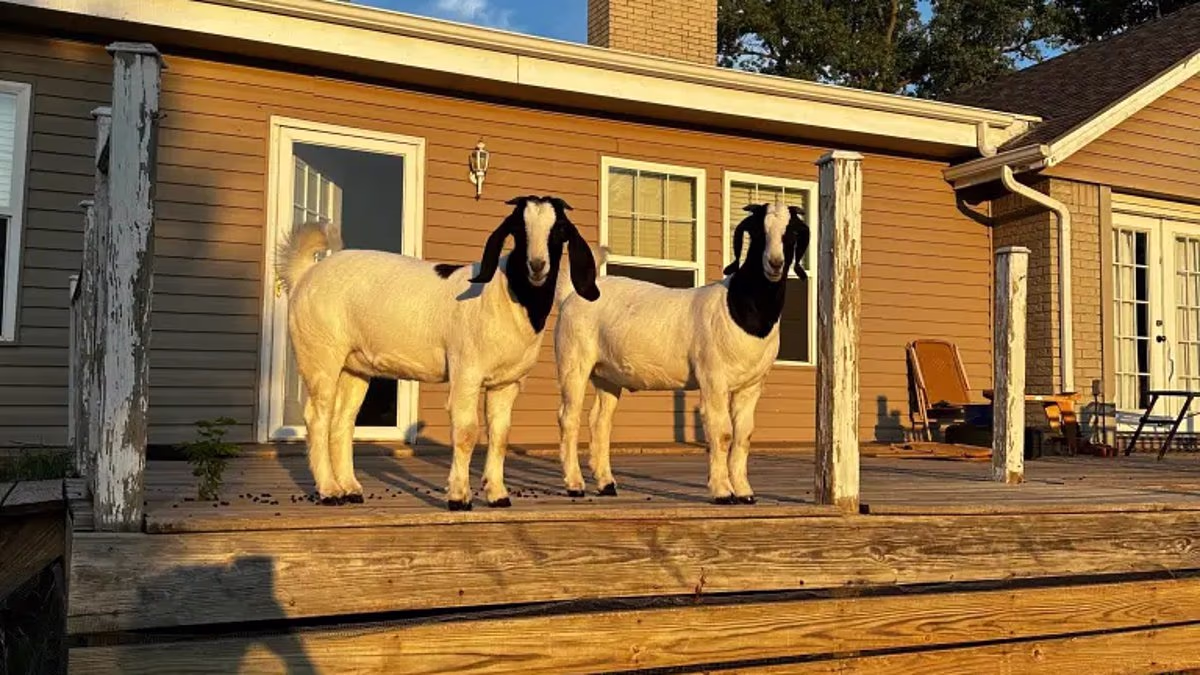 Pet goats saved owners in tornado rubble by bleating for help