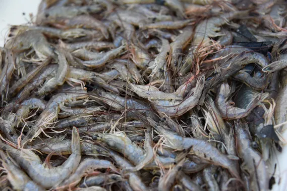 Save Our Shrimpers Act passes House, moves to Senate 