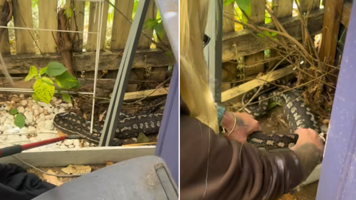 ﻿Susan Wehmeier was called to a family's home to relocate a carpet python.