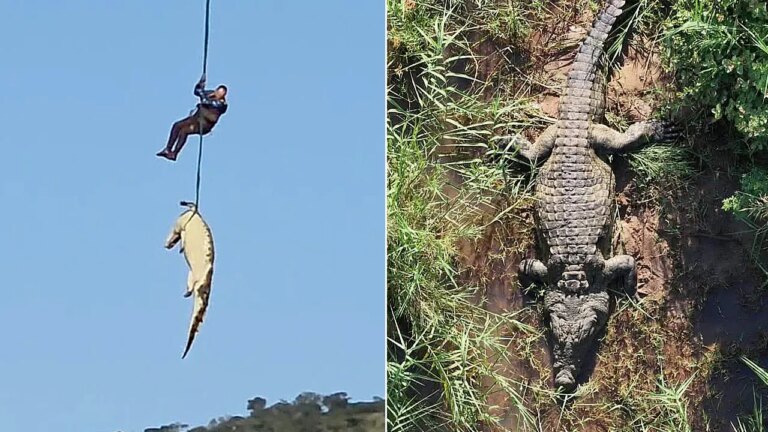South African Authorities Airlift Large Crocodile in Connection with Local Disappearance Investigation