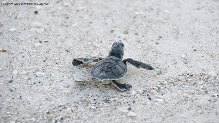 St. Pete Beach Bar Penalized for Turtle Light Infractions, Cites Impact on Business Operations