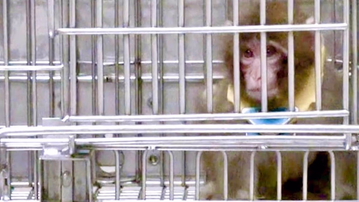 Surprising plan for controversial monkey research center revealed