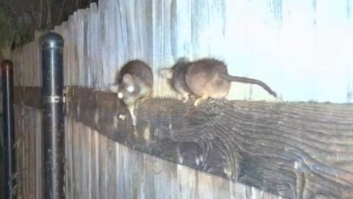 The rat 'apocalypse' forcing residents to take extreme measures