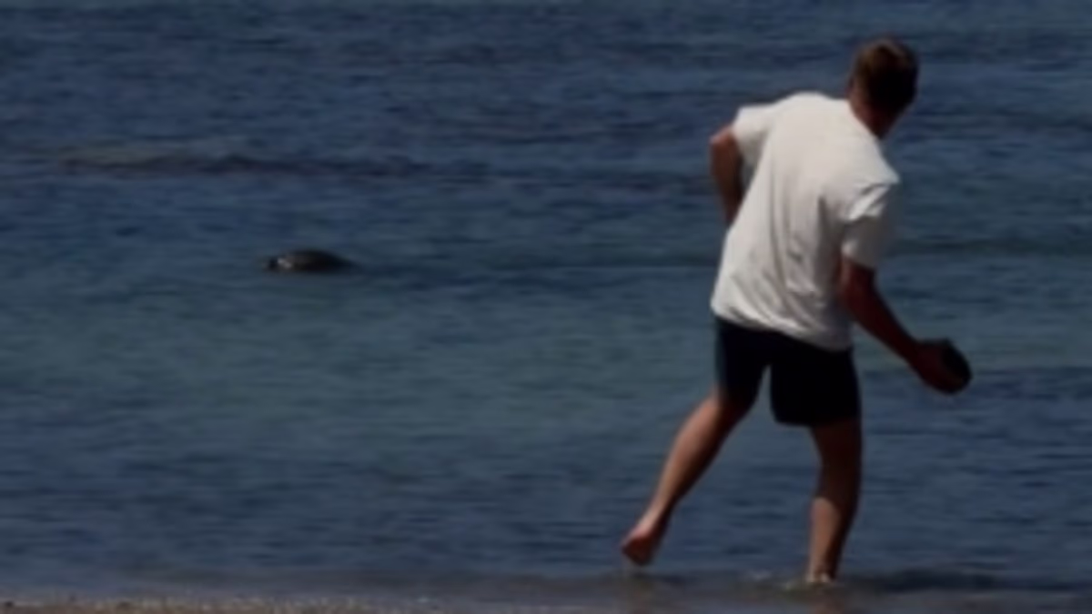 Tourist filmed hurling rock at Hawaiian seal offers astonishing excuse