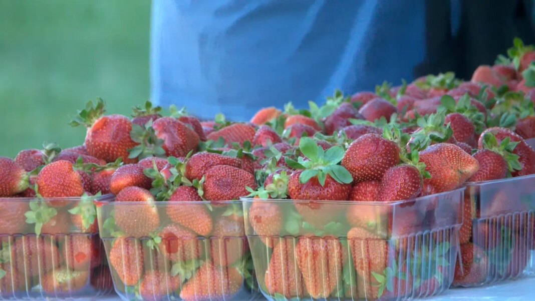 Unicoi's Strawberry Festival Saturday was jam packed