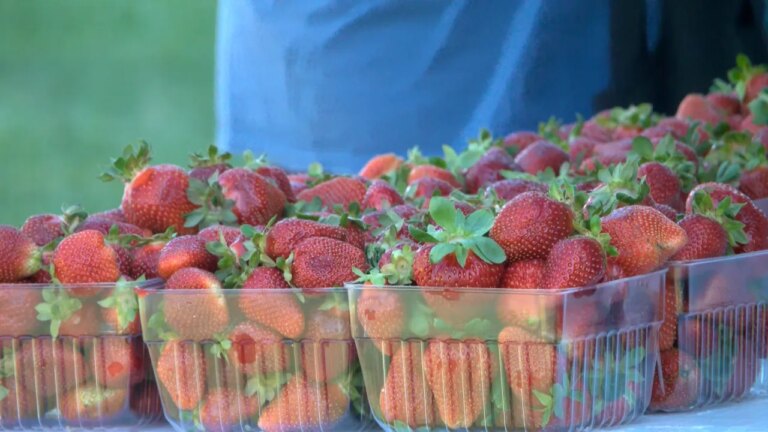 Experience the Berry Best: Unicoi’s Jam-Packed Strawberry Festival Delight