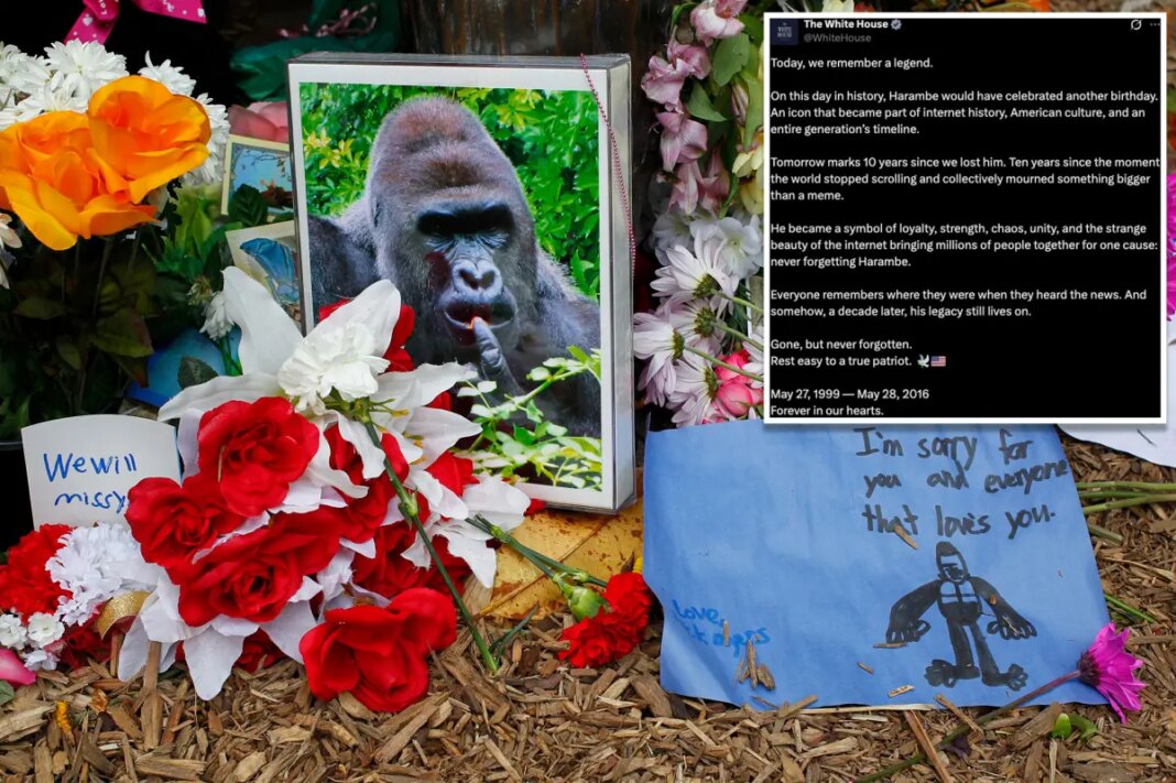 White House commemorates 'true patriot' Harambe on what would have been gorilla's 27th birthday in bizarre post: 'Rest easy'