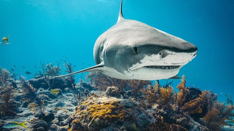 12-Year-Old Hospitalized Following Shark Encounter in the Bahamas, Police Report