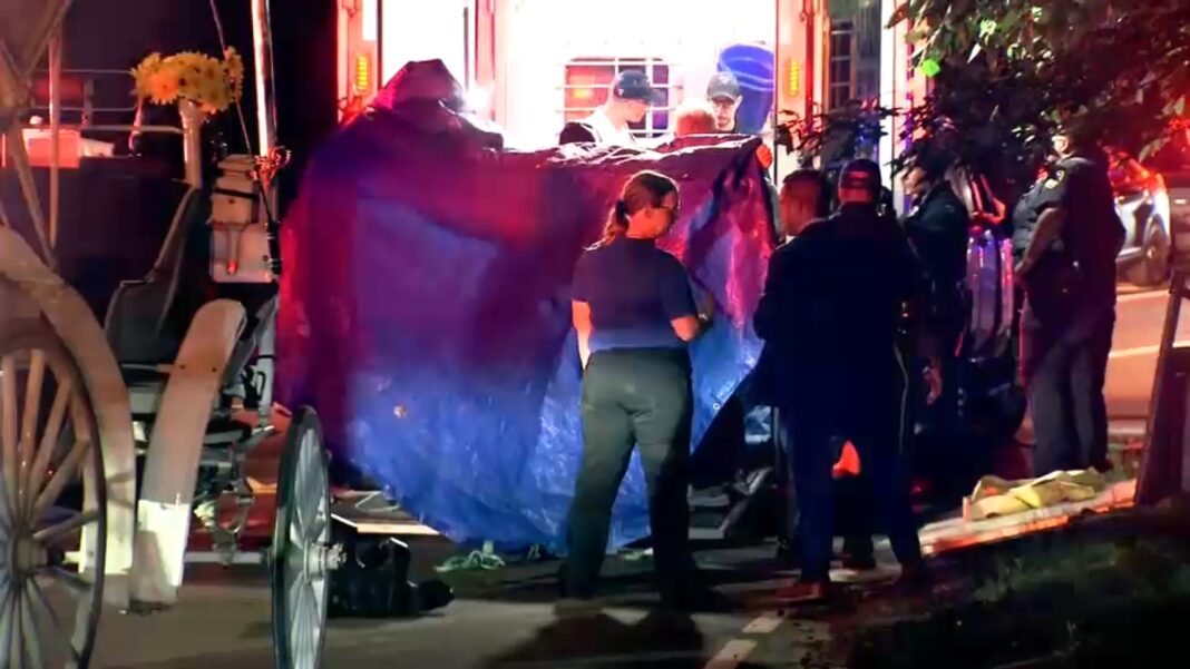 16-year-old carriage horse dies in New York City's Central Park