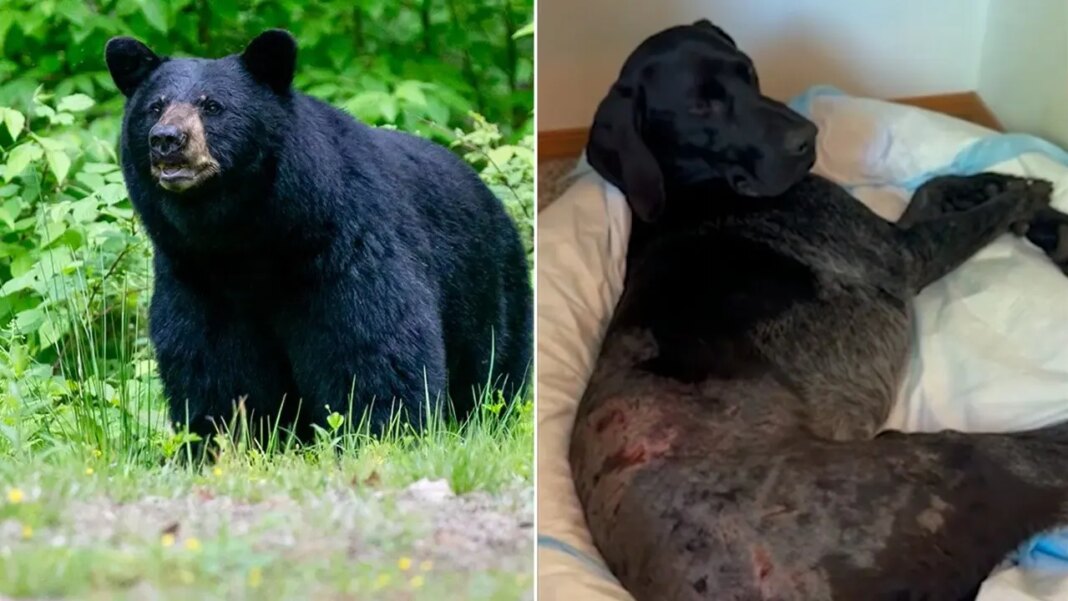 Alaska woman uses weapon to survive terrifying bear attack after predator mauls pooch: 'I thought I was dead'