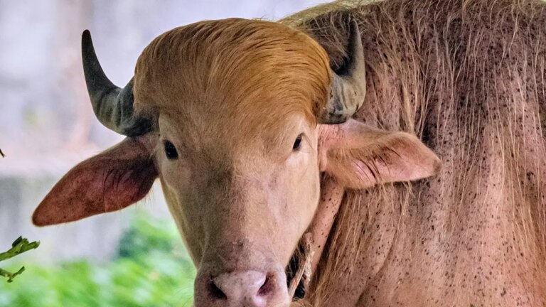 Meet the Albino Buffalo Turning Heads at Bangladesh’s National Zoo with Its Trump-Like Blond Hair