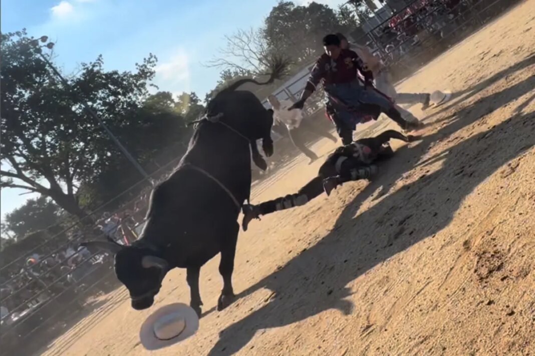 Bull rider, 25, hospitalized after being trampled by bovine at NYC rodeo event: wild video