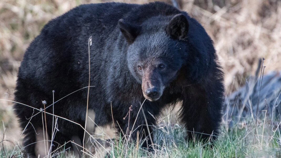 California couple fights off 70-pound black bear with hatchet and water bottle outside their home