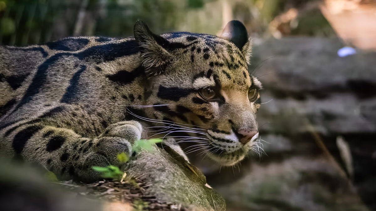 Country star leads the fight to protect Nashville zoo from data center