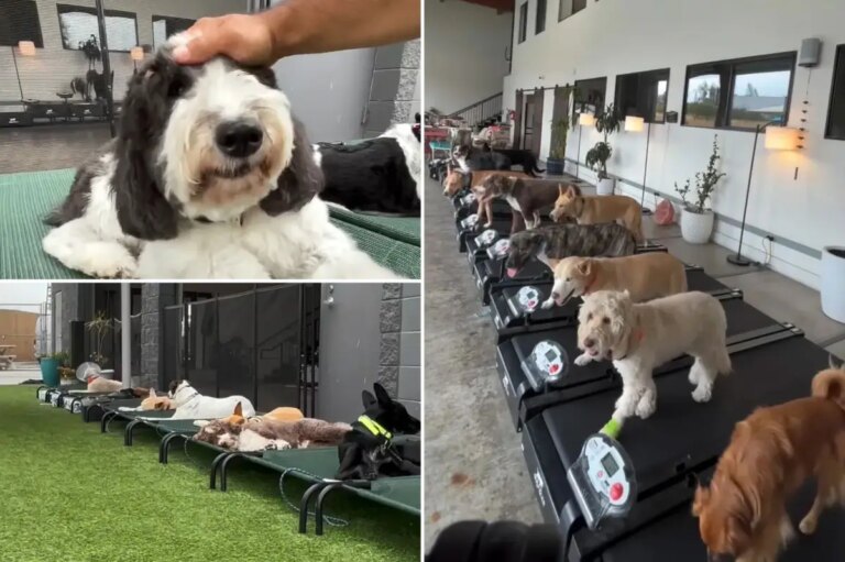 Culver City Dog Daycare Preps Pups for Stress-Free Fourth of July Celebrations