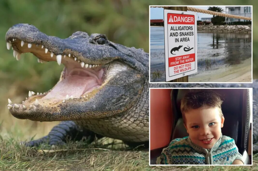 Disney World in Florida removes more than 400 alligators since toddler’s 2016 death