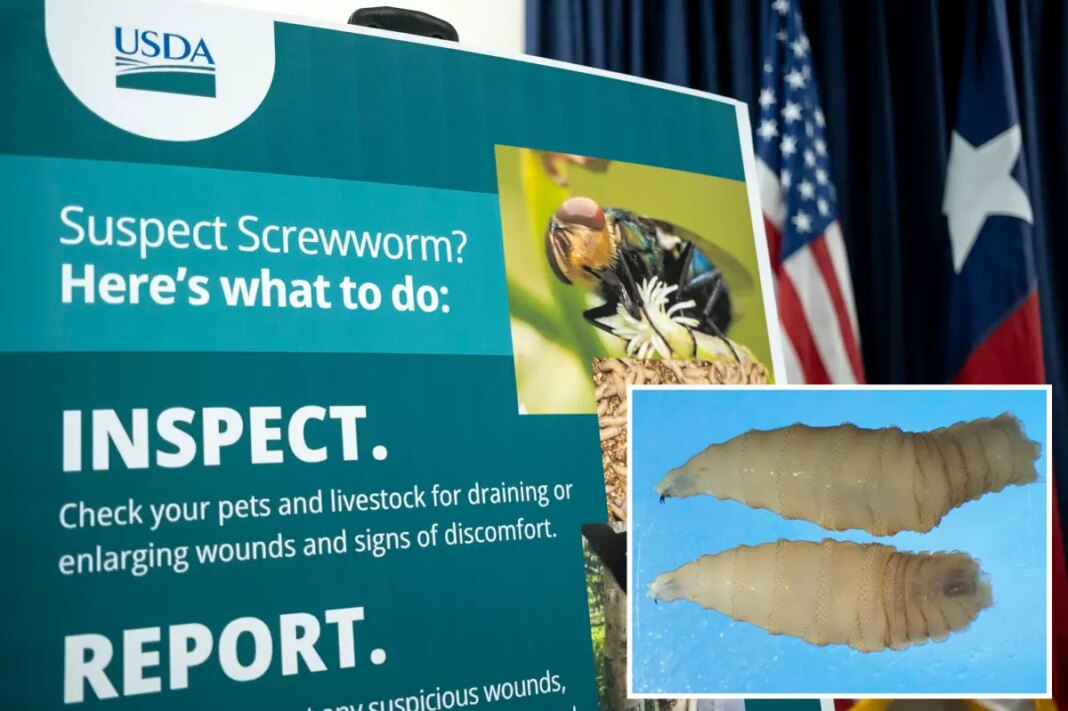 FDA approves emergency use of drug to treat deadly, flesh-eating parasite in dogs and cats