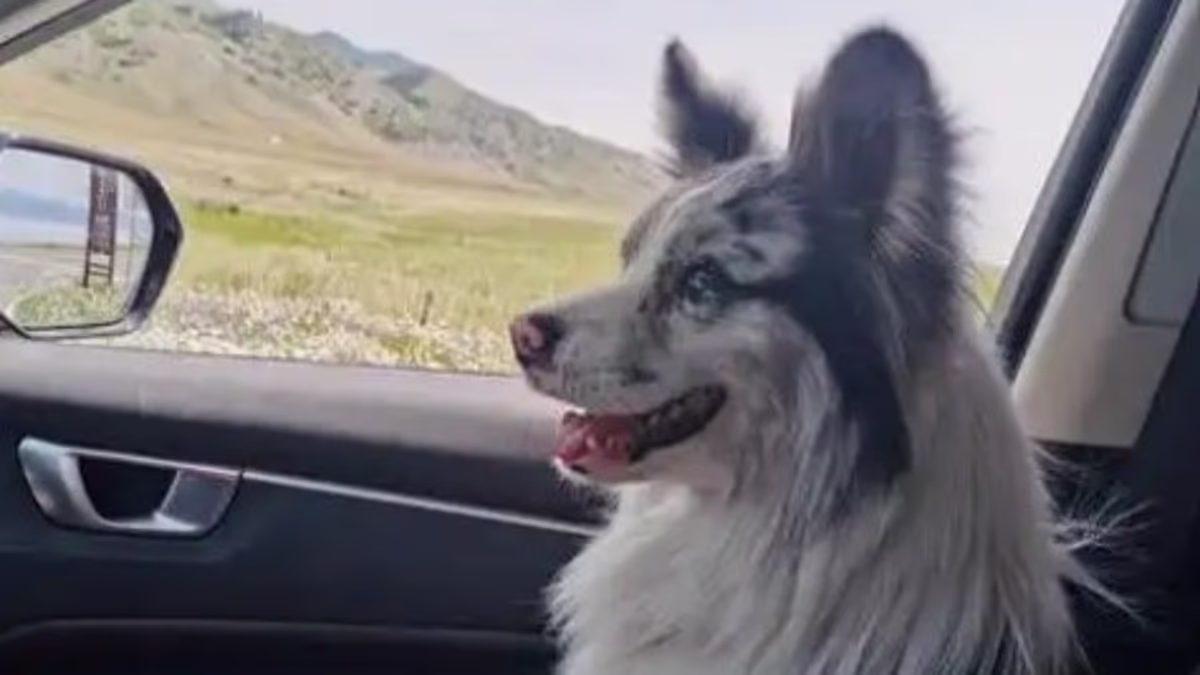 Famous dog 'is served up in Chinese restaurant after being abducted'