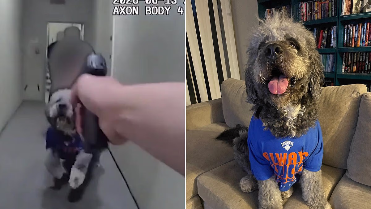 Horrifying LAPD bodycam shows cop shoot at helpless dog FOUR times