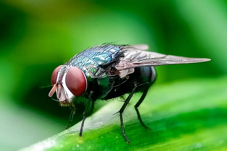 Urgent Alert: Flesh-Eating New World Screwworm Resurfaces in Texas – What You Need to Know