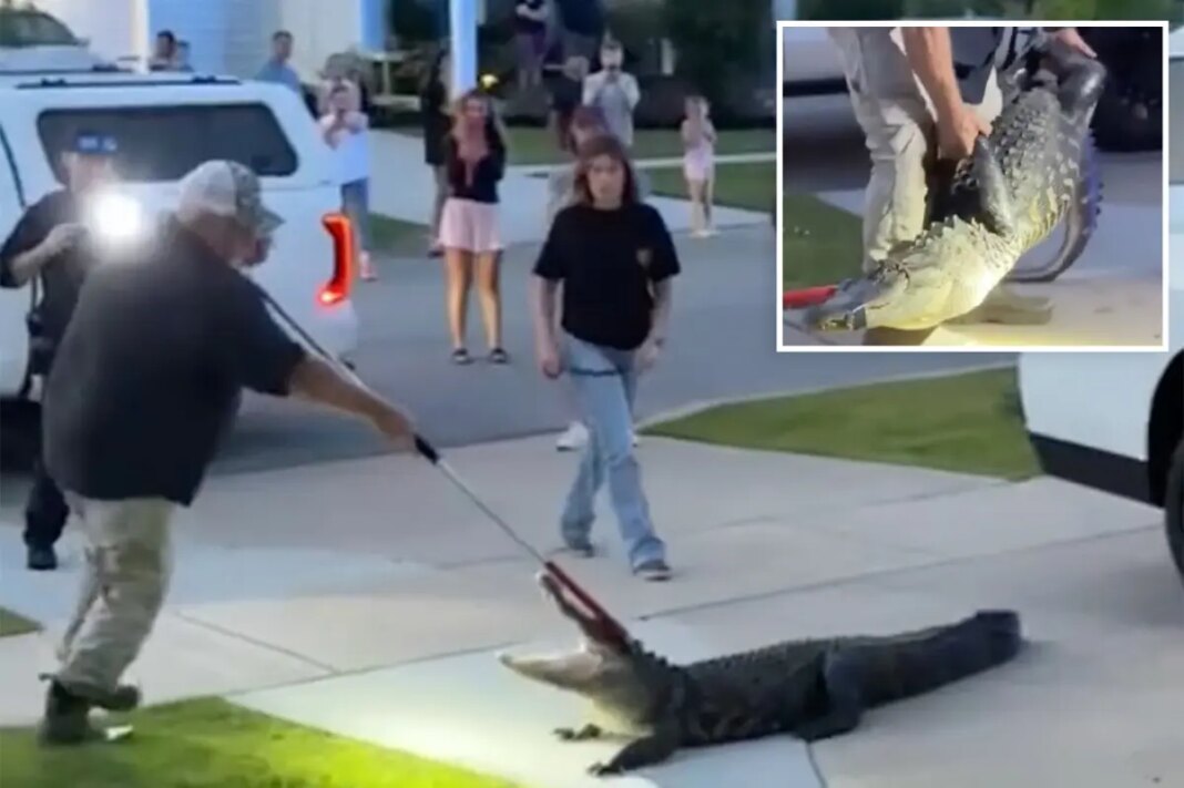 Massive alligator sparks terror as goes for 3-hour stroll