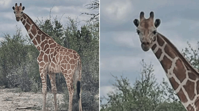 Giraffe Gracie Safely Returned After Two-Week Adventure Off Ranch