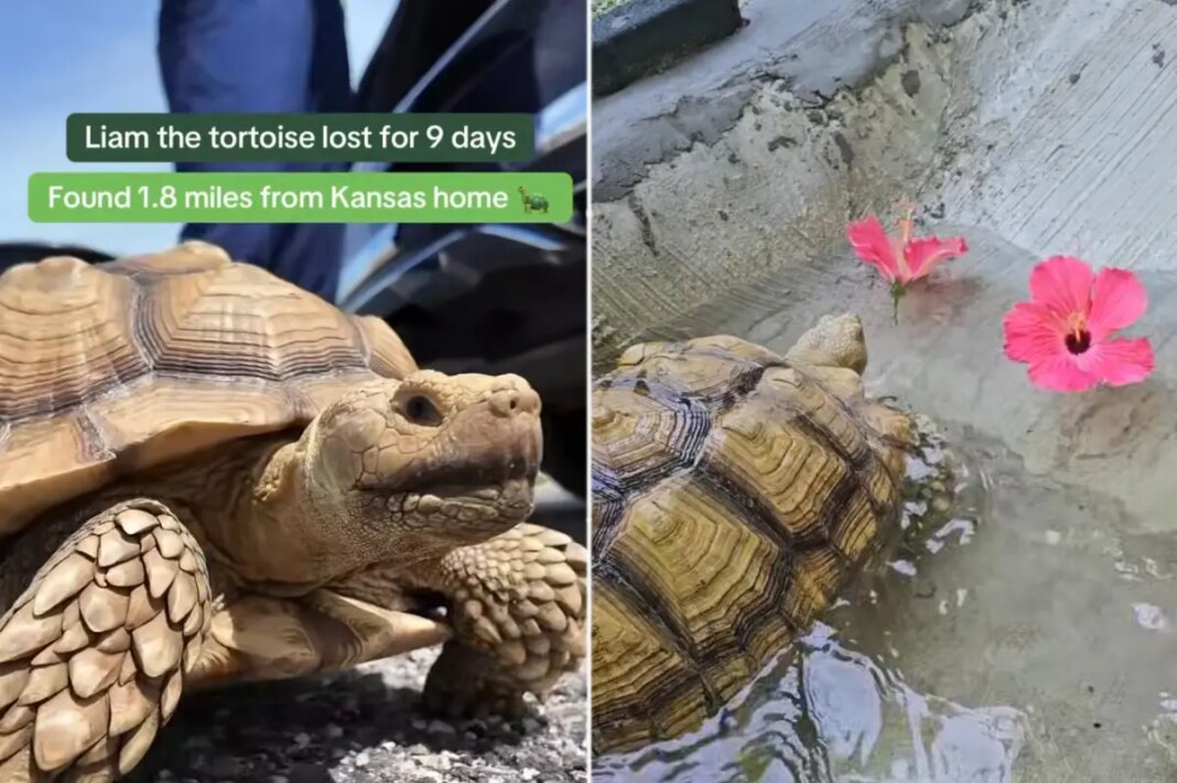 Missing tortoise reunited with family after Missouri search