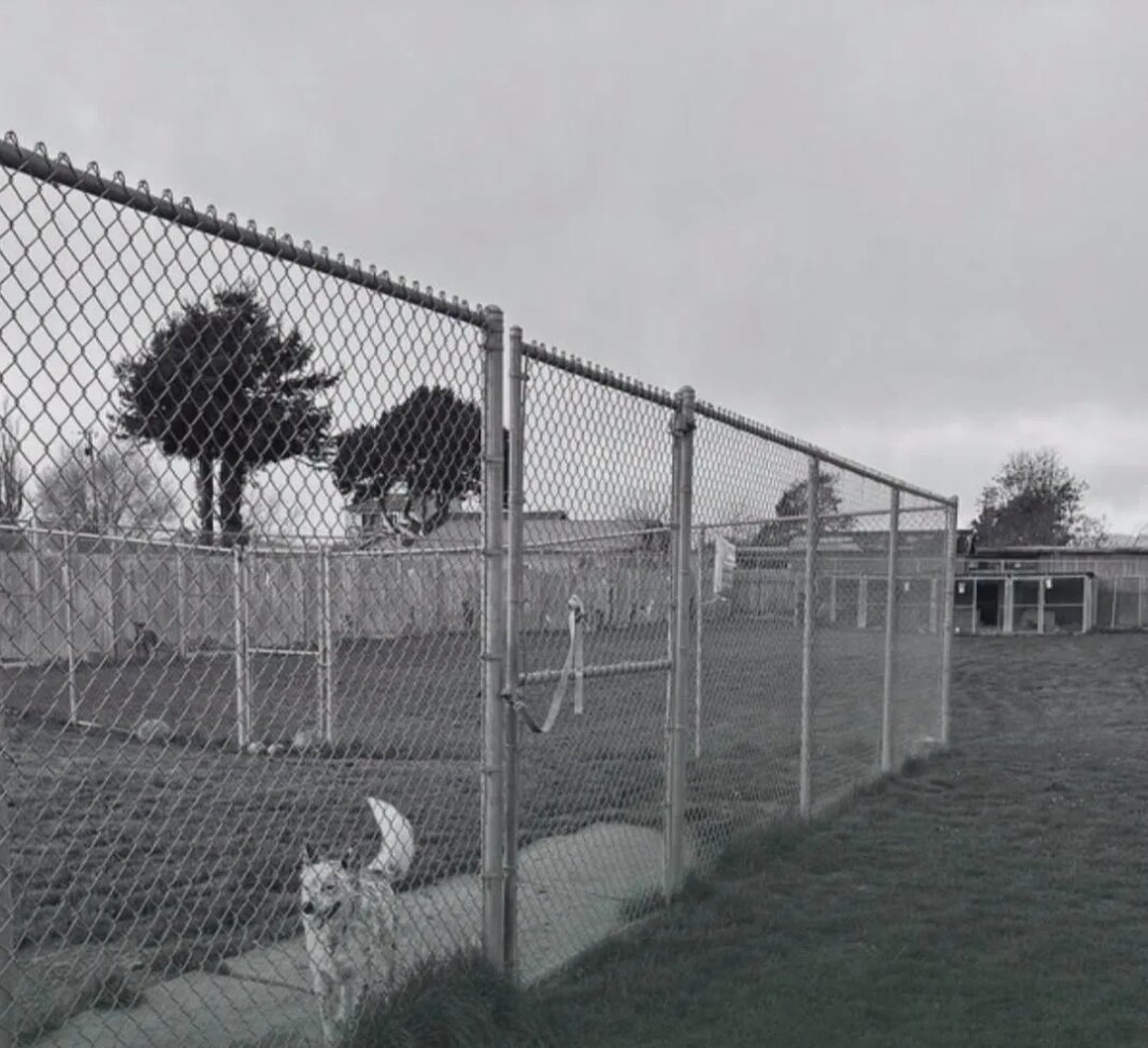 More than 100 dead dogs found at Northern California rescue amid animal cruelty investigation