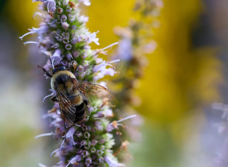 Endangered Bee Species Secures Habitat Protection Across Six States: Discover the Locations