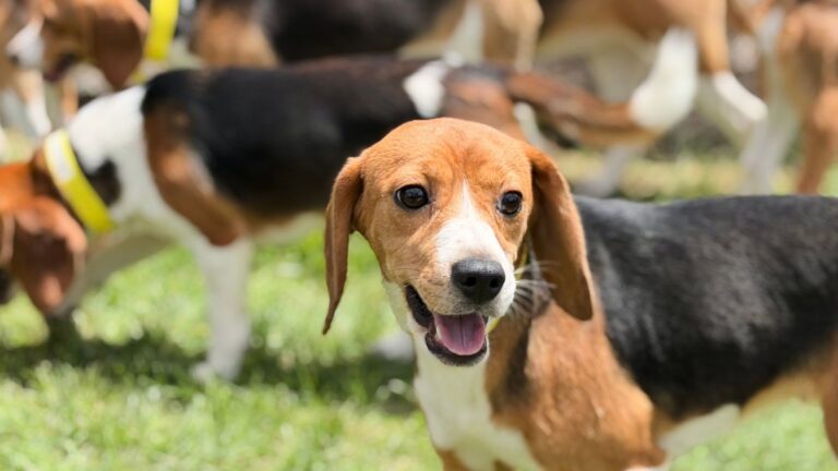 Ridglan Farms Closes: Wisconsin Beagle Research Facility Shuts Down, Big Dog Ranch Rescue to Rehome Dogs Amid Protests