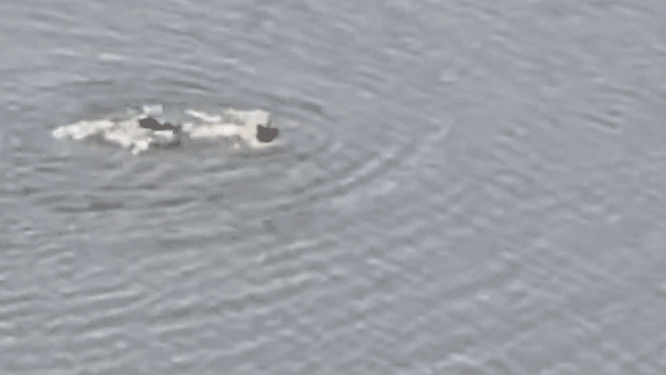Rogue swimmer arrested after diving into 11-acre Central Park lake in failed attempt to escape NYPD