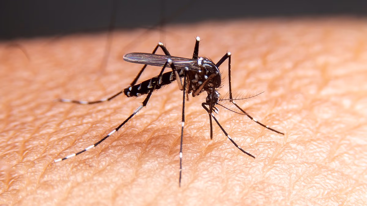 Scientist leaks truth about Google plan to unleash 64m mosquitoes