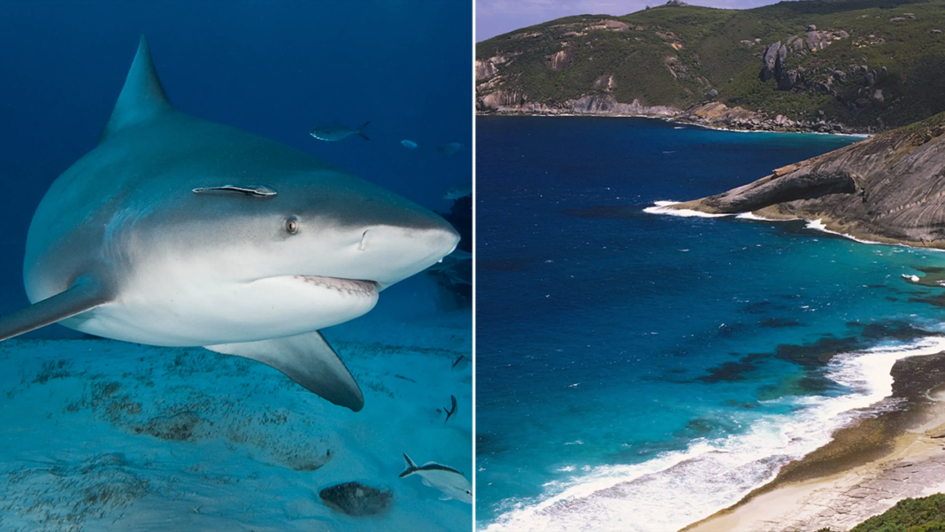 Spearfisherman killed by suspected 15-foot shark after third fatal attack in less than a month