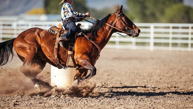 Teen Athlete in Custody, Horses Withdrawn from Event Following Alleged Barn Incident