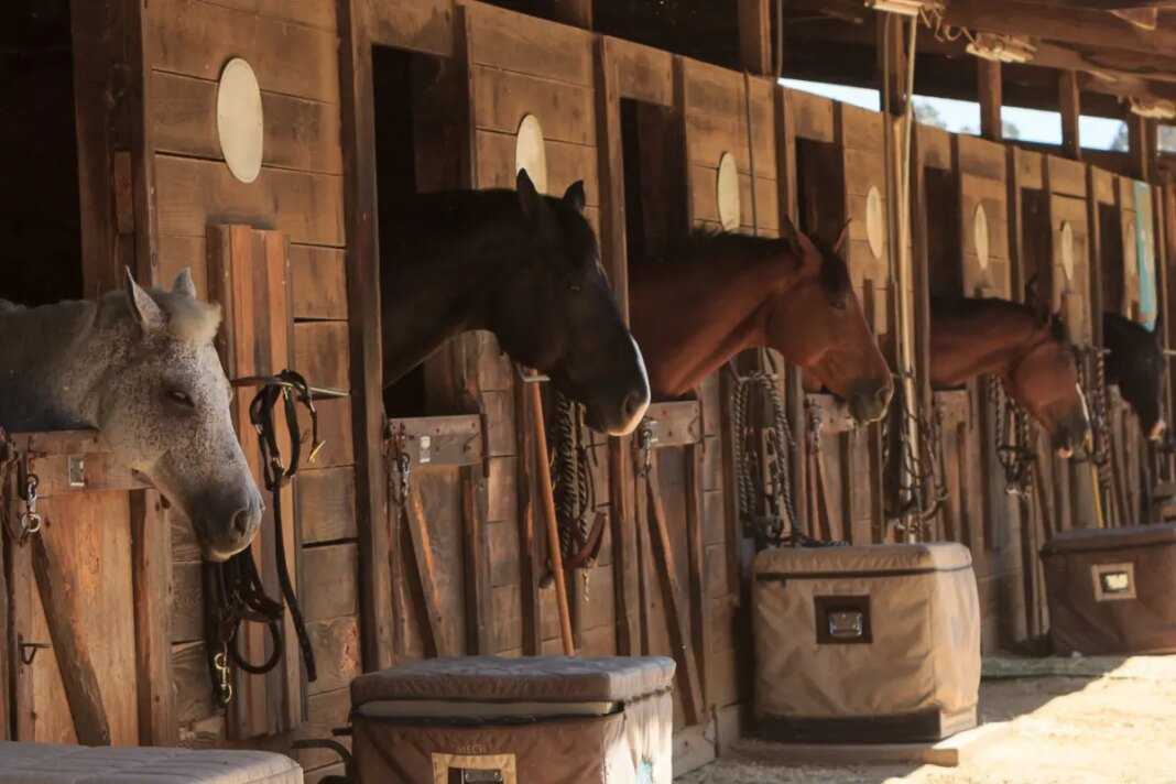 Teen girl arrested for stabbing 3 horses at Las Vegas barrel racing event