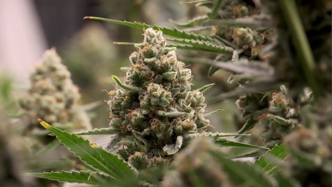 Tennessee's THCA ban to take full effect July 1
