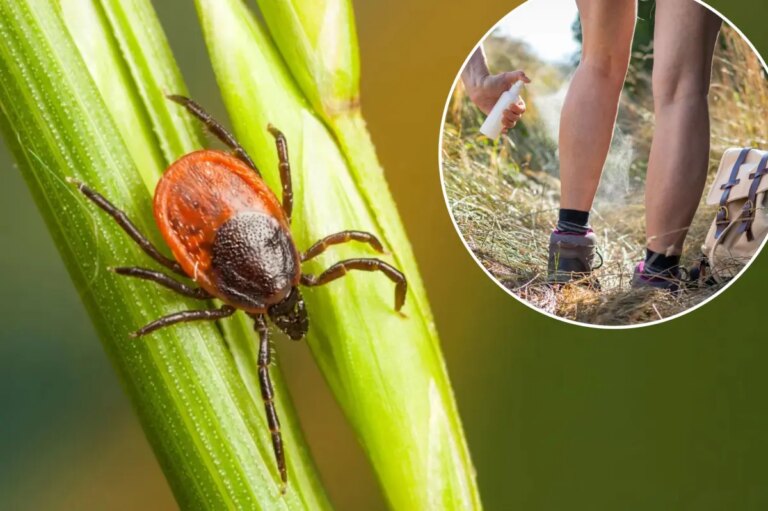 Tick Surge Alert: Essential Tips for Homeowners to Safeguard Yards in High-Risk States