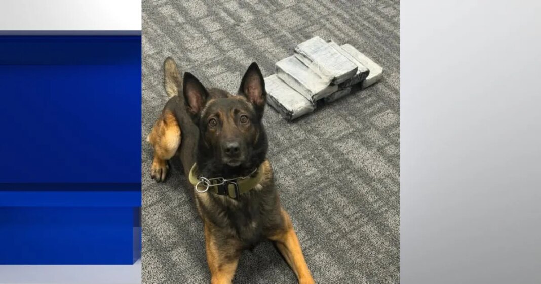 Tuscaloosa K-9 helps make huge drug bust