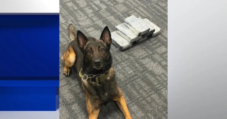 Heroic K-9 Uncovers Major Drug Operation in Tuscaloosa