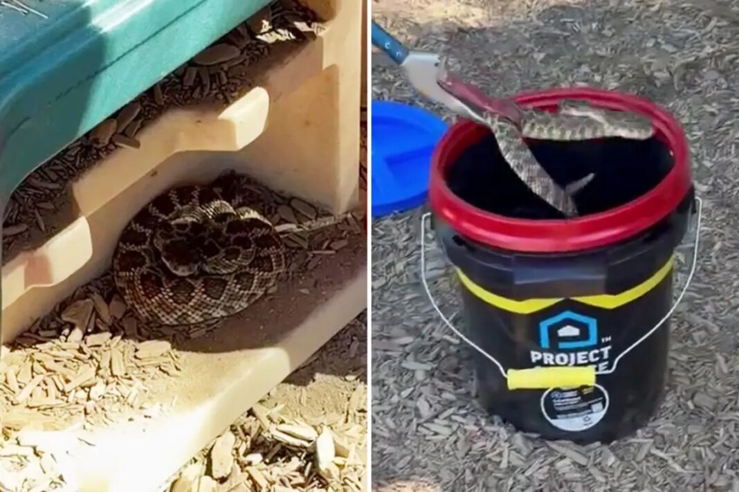 Vicious rattlesnake goes berserk after child spots it in preschool playhouse
