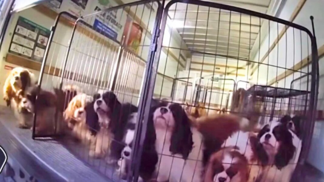Video shows 33 dogs rescued from U-Haul truck, SUV