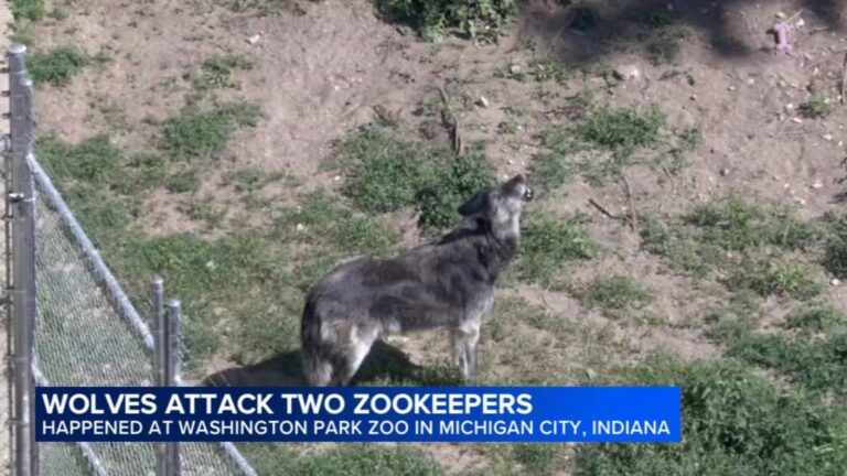 Tragic Wolf Incident at Washington Park Zoo: Staff in Stable Condition After Michigan City Event