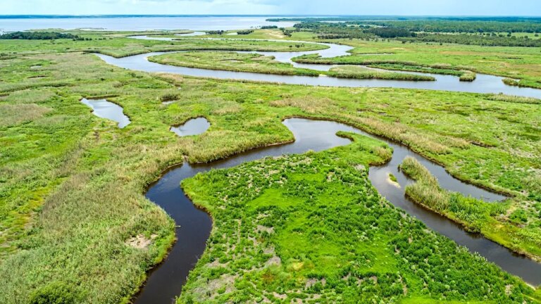 Tragic Florida Weekend: Alligator Attacks Claim Woman’s Life, Injure Child