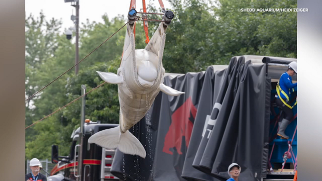 4 rescued beluga whales safely arrive to Chicago's Shedd Aquarium after living at Marineland of Canada