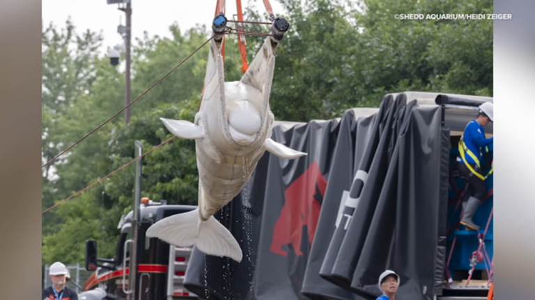 Beluga Whales Safely Transferred from Marineland Canada to Chicago’s Shedd Aquarium