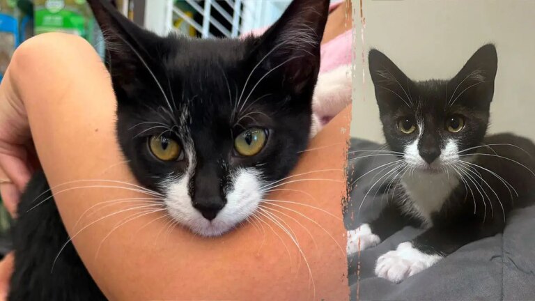 Suspected Bank Robber Allegedly Pilfers Kitten and Enlists Employee as Pet Sitter Prior to Heist
